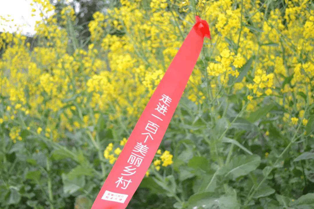 安顺“村字号”！“村走”“村超”“村BA”，超燃又激情！